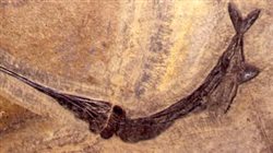 Saurichthys - Permiano Superiore-Triassico superiore - Testo