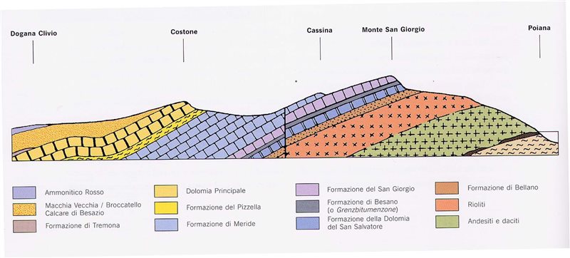 Ricostruzione grafica dei depositi stratigrafici del Monte San Giorgio