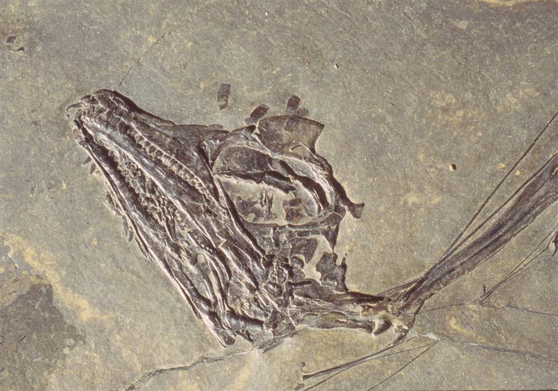 Cranio di Tanystropheus