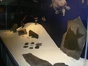 La sala paleontologica del Museo della Valle di Zogno
