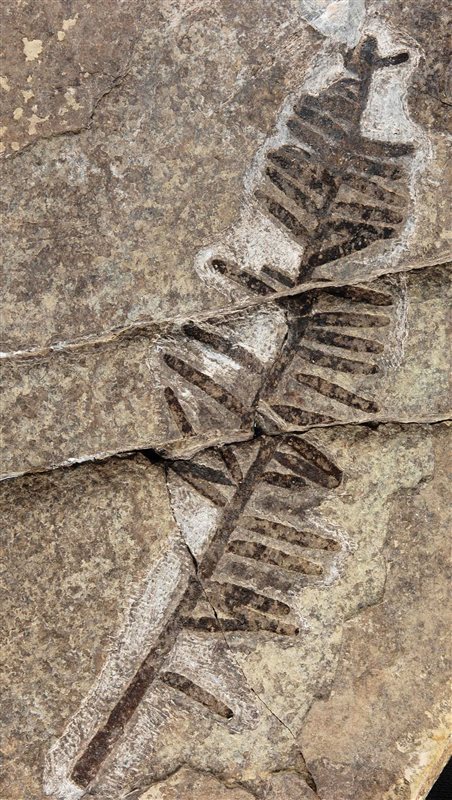 La conifera fossile Elatocladus cassinae